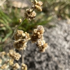 Pseudognaphalium luteoalbum (Jersey Cudweed) at Jagungal Wilderness, NSW - 15 Apr 2022 by Ned_Johnston