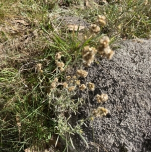 Pseudognaphalium luteoalbum at Jagungal Wilderness, NSW - 15 Apr 2022