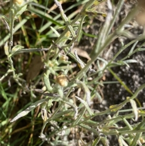 Pseudognaphalium luteoalbum at Jagungal Wilderness, NSW - 15 Apr 2022