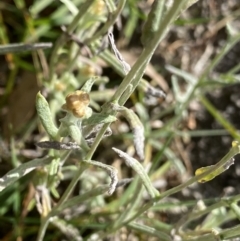 Pseudognaphalium luteoalbum at Jagungal Wilderness, NSW - 15 Apr 2022