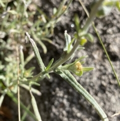 Pseudognaphalium luteoalbum at Jagungal Wilderness, NSW - 15 Apr 2022