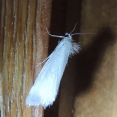 Tipanaea patulella (A Crambid moth) at Conder, ACT - 31 Dec 2021 by michaelb