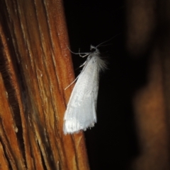 Tipanaea patulella at Conder, ACT - 31 Dec 2021 08:58 PM