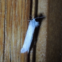 Tipanaea patulella at Conder, ACT - 31 Dec 2021 08:58 PM