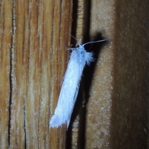 Tipanaea patulella at Conder, ACT - 31 Dec 2021 08:58 PM