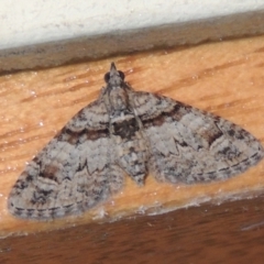 Phrissogonus laticostata (Apple looper moth) at Pollinator-friendly garden Conder - 31 Dec 2021 by michaelb