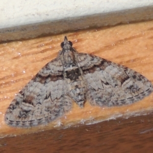 Phrissogonus laticostata at Conder, ACT - 31 Dec 2021 09:03 PM