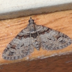 Phrissogonus laticostata (Apple looper moth) at Conder, ACT - 31 Dec 2021 by michaelb