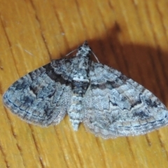 Phrissogonus laticostata at Conder, ACT - 31 Dec 2021 09:03 PM