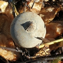 Geastrum tenuipes (An earthstar) at Sullivans Creek, Turner - 19 Apr 2022 by LD12