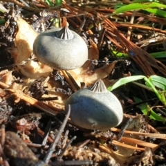 Geastrum tenuipes at Turner, ACT - 20 Apr 2022