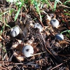 Geastrum tenuipes at Turner, ACT - 20 Apr 2022 08:46 AM