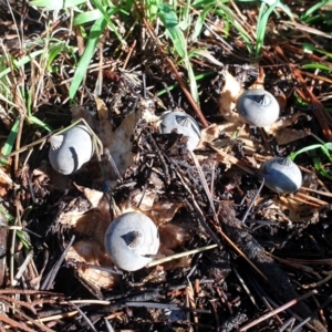 Geastrum tenuipes at Turner, ACT - 20 Apr 2022 08:46 AM