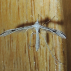 Platyptilia celidotus at Conder, ACT - 31 Dec 2021