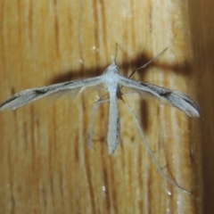 Platyptilia celidotus (Plume Moth) at Conder, ACT - 31 Dec 2021 by michaelb