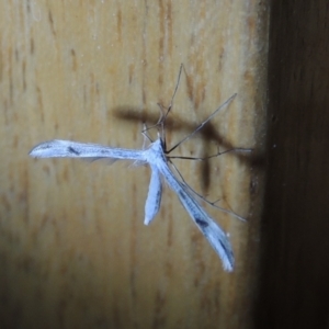 Platyptilia celidotus at Conder, ACT - 31 Dec 2021 09:09 PM