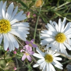 Brachyscome ciliaris (Bushy Cut-leaf Daisy) at Bolaro, NSW - 14 Feb 2022 by DavidMcKay