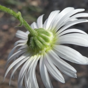 Brachyscome ciliaris var. ciliaris at Bolaro, NSW - 14 Feb 2022