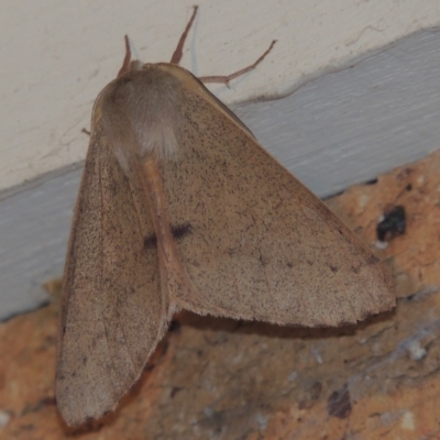 Arhodia lasiocamparia (Pink Arhodia) at Conder, ACT - 1 Jan 2022 by MichaelBedingfield