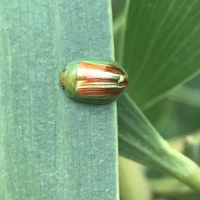 Peltoschema orphana (Leaf beetle) at Wonthaggi, VIC - 12 Apr 2022 by Tapirlord