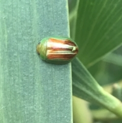 Unidentified Leaf beetle (Chrysomelidae) (TBC) at suppressed - 12 Apr 2022 by Tapirlord
