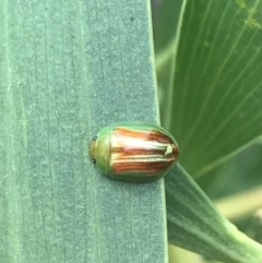 Peltoschema orphana at Wonthaggi, VIC - 12 Apr 2022 12:33 PM