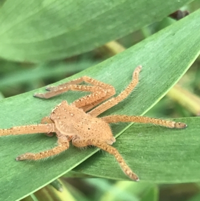 Neosparassus sp. (genus) (Badge huntsman) at Wonthaggi, VIC - 12 Apr 2022 by Tapirlord