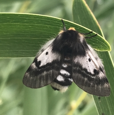 Nataxa flavescens (Nataxa Moth) at Wonthaggi, VIC - 12 Apr 2022 by Tapirlord