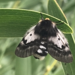 Unidentified Geometer moth (Geometridae) (TBC) at suppressed - 12 Apr 2022 by Tapirlord