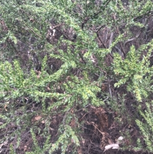 Acacia paradoxa at Wonthaggi, VIC - 12 Apr 2022