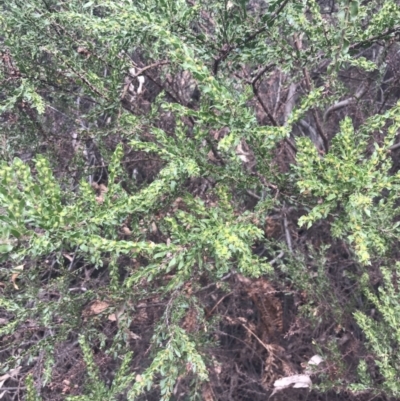 Acacia paradoxa (Kangaroo Thorn) at Wonthaggi, VIC - 12 Apr 2022 by Tapirlord