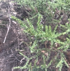 Acacia paradoxa at Wonthaggi, VIC - 12 Apr 2022 12:01 PM
