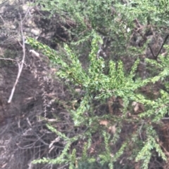 Acacia paradoxa at Wonthaggi, VIC - 12 Apr 2022