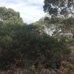 Acacia paradoxa at Wonthaggi, VIC - 12 Apr 2022 12:01 PM