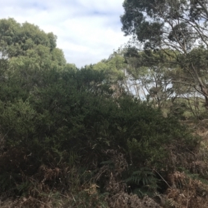 Acacia paradoxa at Wonthaggi, VIC - 12 Apr 2022 12:01 PM