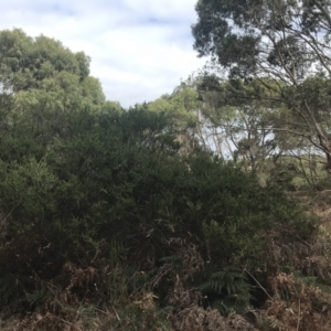 Acacia paradoxa at Wonthaggi, VIC - 12 Apr 2022