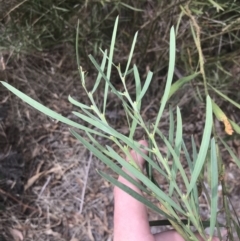 Acacia suaveolens (Sweet Wattle) at Wonthaggi, VIC - 12 Apr 2022 by Tapirlord