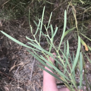 Acacia suaveolens at Wonthaggi, VIC - 12 Apr 2022