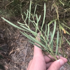 Acacia suaveolens at Wonthaggi, VIC - 12 Apr 2022