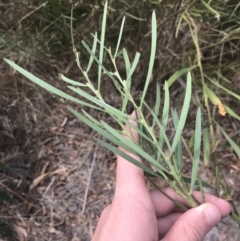 Acacia suaveolens at Wonthaggi, VIC - 12 Apr 2022 11:59 AM