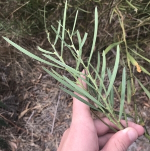 Acacia suaveolens at Wonthaggi, VIC - 12 Apr 2022 11:59 AM