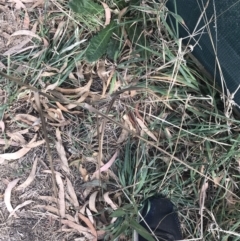 Unidentified Grass (TBC) at Wonthaggi, VIC - 12 Apr 2022 by Tapirlord