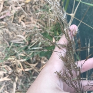 Phragmites australis at Wonthaggi, VIC - 12 Apr 2022 11:55 AM