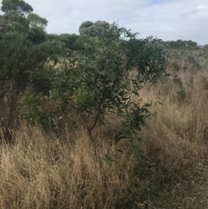 Eucalyptus viminalis at Wonthaggi, VIC - 12 Apr 2022