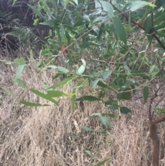 Eucalyptus viminalis at Wonthaggi, VIC - 12 Apr 2022