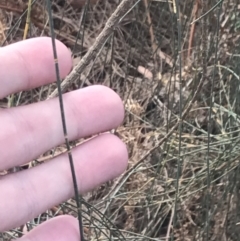 Allocasuarina verticillata at Wonthaggi, VIC - 12 Apr 2022