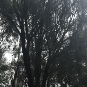 Allocasuarina verticillata at Wonthaggi, VIC - 12 Apr 2022