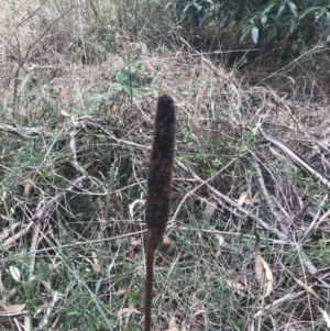 Xanthorrhoea minor subsp. lutea at suppressed - 12 Apr 2022