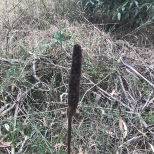 Xanthorrhoea minor subsp. lutea at suppressed - suppressed