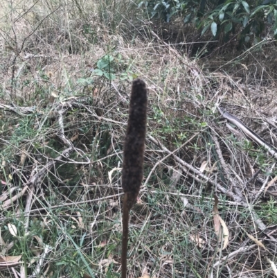 Xanthorrhoea minor subsp. lutea (Small Grass Tree) at Wonthaggi, VIC - 12 Apr 2022 by Tapirlord